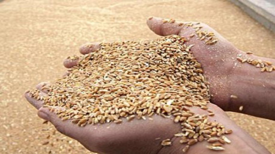 انتهاء أزمة تسعير القمح.. الحكومة تنحاز للفلاح والزراعة تطالب بتوريد أكبر كمية
