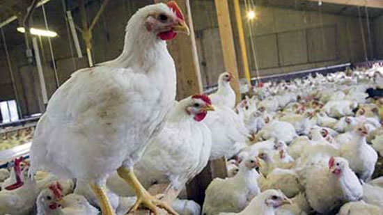 «شعبة الدواجن»: طرح 2.2 مليون دجاجة يوميًا في رمضان