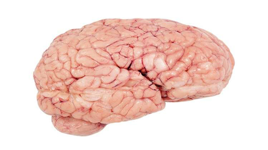 دماغ الإنسان