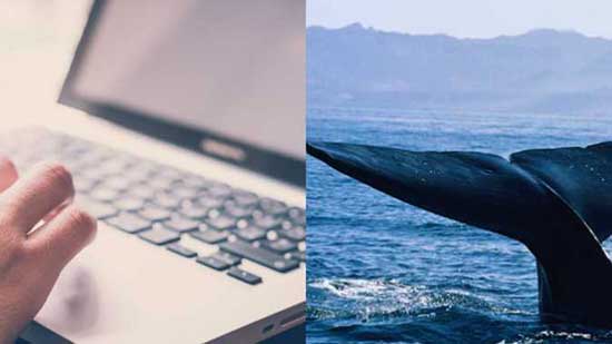 هل تستطيع وزارة الاتصالات حجب «الحوت الأزرق»؟