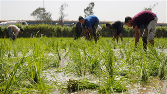 بعد خفض مساحات الأرز.. ما هي البدائل أمام الفلاحين لزراعة أراضيهم؟