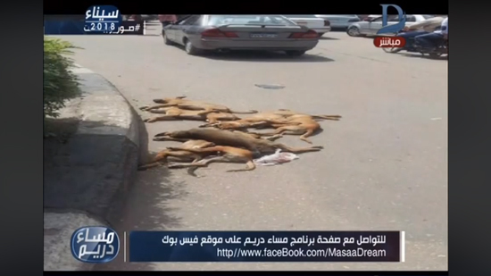 إعلامية تعليقًا على حرق كلاب حية بميدان لاظوغلي: منتهى الإجرام ومناشدات للرئيس بالتدخل