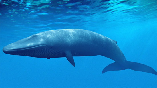 الحوت الأزرق القزم يظهر في العقبه