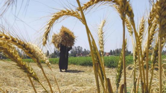 مصر تشتري 420 ألف طن من القمح