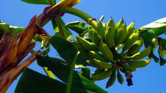 العلماء يتسابقون لإنقاذ الموز من الإنقراض!