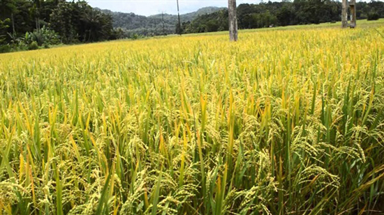  محافظ الفيوم: لا تراجع عن قرار منع زراعة الأرز بالمحافظة