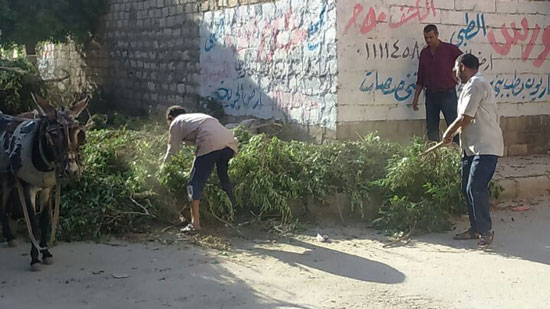 رفع 160 طن مخلفات وقمامة بمدينة بني سويف  
