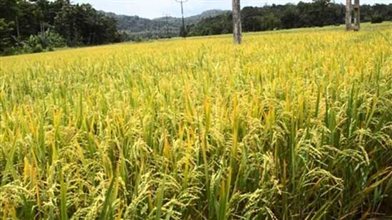 الري: زراعة مليون و80 ألف فدان من الأرز الموسم الحالي