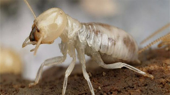  محافظ المنوفية يتخذ إجراءات لمواجهة انتشار النمل الأبيض بالمحافظة