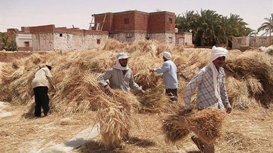 تقرير حكومي: تجميع 42 ألف طن من قش الأرز بنسبة 85%