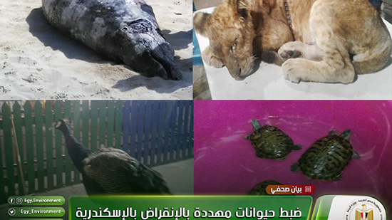 ضبط حيوانات مهددة بالانقراض بحوزة مواطن بالإسكندرية