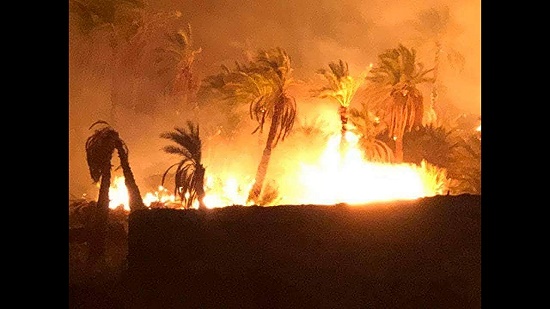  أحد المتضررين من حريق المراشدة بالوادي الجديد: الحريق التهم 120 فدانًا من مساحات النخيل
