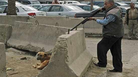 الزراعة: نتخلص من كلاب الشوارع بقتلهم بالخرطوش والسم بالقانون!