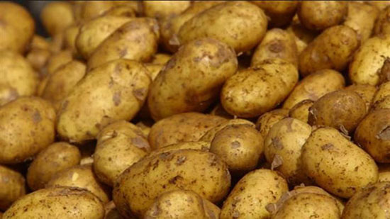  الزراعة : انخفاض أسعار البطاطس لـ 8 جنيه خلال يومين  