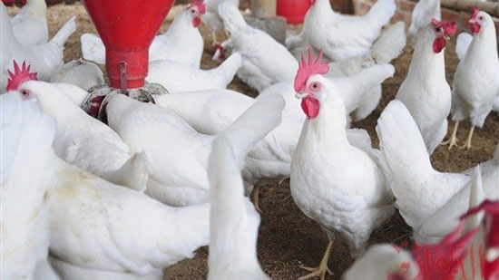 الحكومة تبدأ تنفيذ آليات تطبيق قانون حظر تداول الطيور الحية