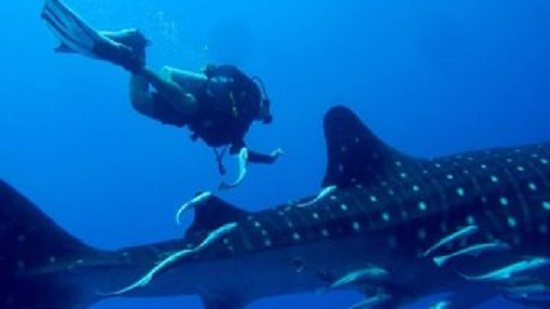 جمعية الإنقاذ البحرى تعلن ظهور القرش الحوتى المسالم مجددا جنوب الغردقة
