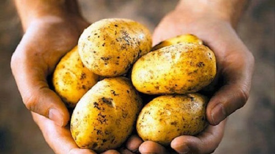  وزارة الزراعة : مصر تستورد تقاوي بطاطس بـ2.5 مليار جنيه 
