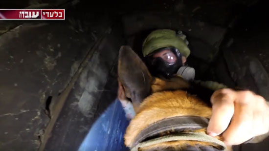  شاهد .. كلب مزود بكاميرا يبحث عن جندي إسرائيلي مخطوف 