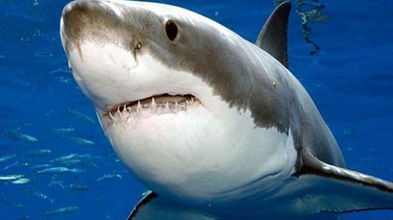 علماء أستراليون يصممون بذلة غطس للحماية من هجمات سمك القرش
