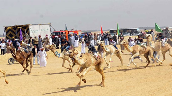  الشرقية تستعد لإقامة مهرجان الهجن العربية