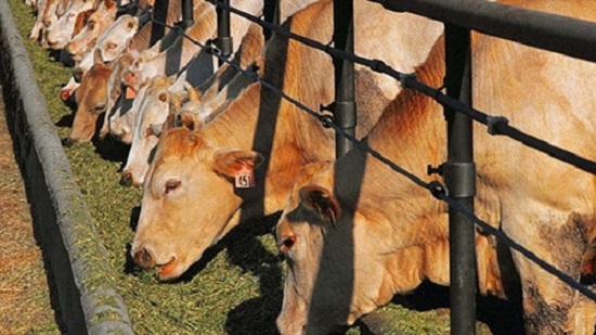 محافظ بني سويف: تحصين 143 ألف رأس ماشية مجانا