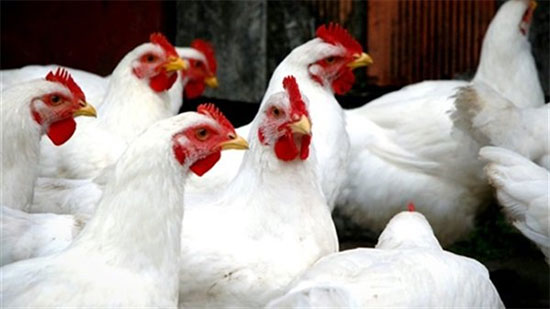 الزراعة تعلن اكتشاف نوع جديد من إنفلونزا الطيور ..فيديو