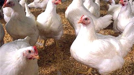 الزراعة تكشف حجم خطورة النوع الجديد من أنفلونزا الطيور على مصر.. فيديو