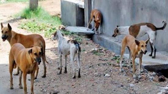 متحدث الزراعة: هناك سوء تعامل مع الكلاب فى مصر يحولها إلى خطر
