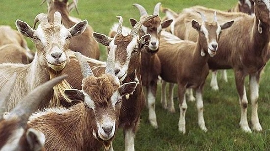 قطيع من الماعز البري يتجول بوسط بلدة بريطانية بسبب سوء الطقس