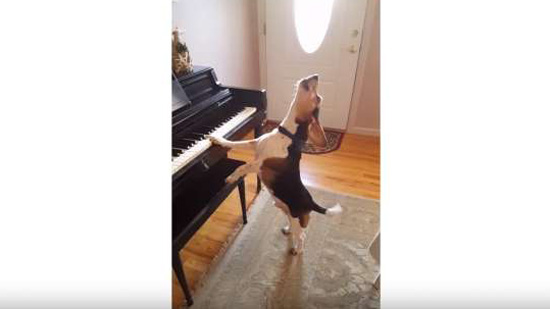 بالفيديو| كلب يعزف على 