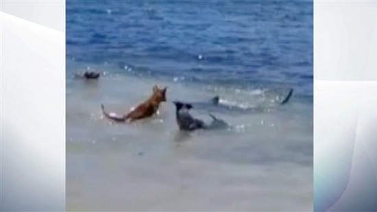 شاهد... معركة بين كلاب وأسماك قرش على شاطئ باستراليا