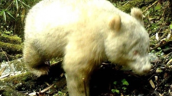 أول صورة لدب الباندا الأبيض النادر في الصين