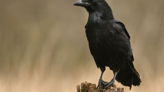 «طيور سوداء».. حقيقة الغربان التي تهدد أهالي مدينة الطور