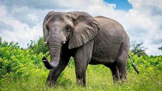34 مليار جنيه إسترليني لحلها.. الأفيال تزيد مشكلة الاحتباس الحراري في أفريقيا