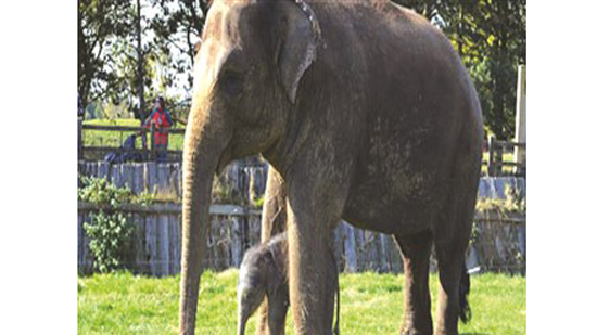 ولادة نادرة لفيل عن طريق التلقيح الصناعي لتسهيل تكاثر السلالات النادرة 