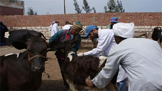 الطب البيطري ببني سويف : تحصين90 ألف  رأس ماشية