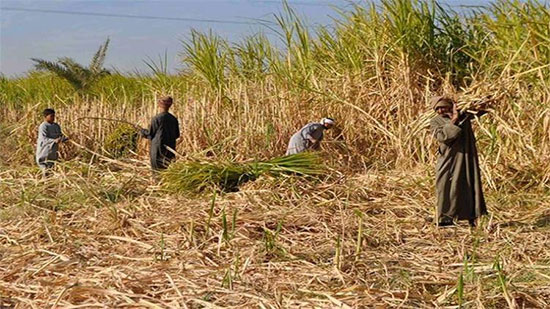 وزير الزراعة: لأول مرة مصر تحقق رقمًا قياسيًا في إنتاج المحاصيل السكرية هذا الموسم
