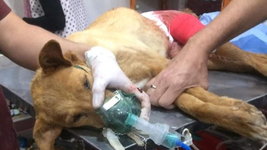 شاهد | الإنسانية لا تُشترى: بيطري بدسوق يُنقذ «كلبة بلدي» باستئصال ورم سرطاني من ثديها