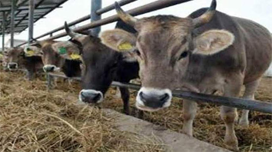مصر الخير تخصص 112 رأس ماشية للأكثر احتياجا خلال أيام العيد