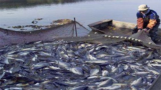 الزراعة: لا صحة لوقف تنفيذ مشروع الاستزراع السمكى شرق التفريعة