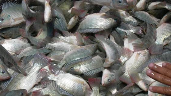 بالصور.. خطة لتنمية الثروة السمكية ببحيرة الريان في الفيوم