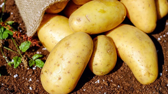 الزراعة تطمئن المواطنين على محصول البطاطس
