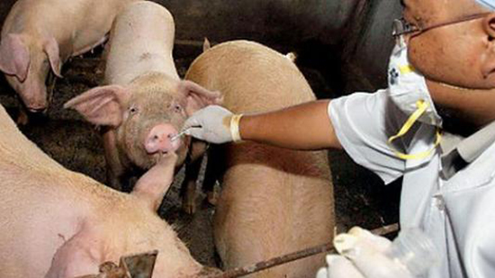 المنظمات الدولية تكافح مرض حمى الخنازير بعد تفشيه فى 7 دول اسيوية اهمها فيتنام