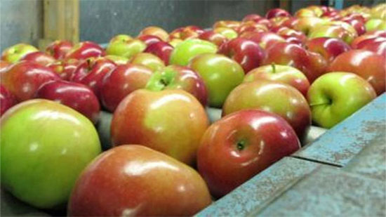  التفاح يقي من اضطرابات القلب وارتفاع ضغط الدم 