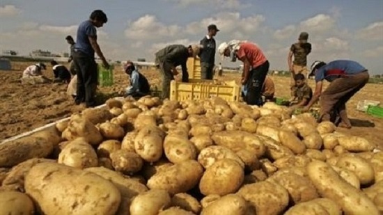 ارتفاع حجم صادرات مصر الزراعية إلى أكثر من 4.7 مليون طن
