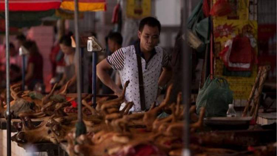 فيتنام تحرم مواطنيها من تناول لحوم «الكلاب»