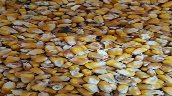 ضبط مئات الأطنان من الذرة الفاسدة في صوامع بالبحيرة وضبط 2.5 طن جبن فاسد بالإسكندرية