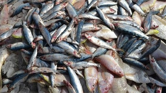 ضبط 5 طن أسماك مملحة فاسدة و348 طن أسمدة زراعية غير صالحة للآدميين