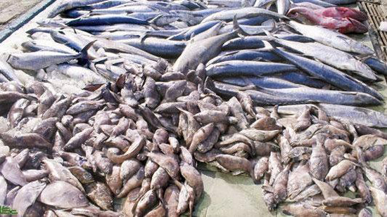  ضبط 1200 كجم أسماك فاسدة وحملات متنوعة في الفيوم