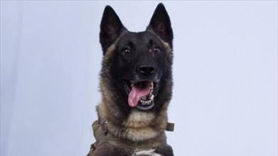 كلب يتحول إلى بطل في أمريكا بعد إصابته خلال مطاردة البغدادي